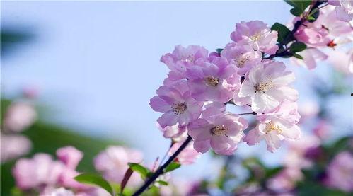 今日头条拍摄的海棠文章,跟随今日头条镜头探寻海棠花海之美