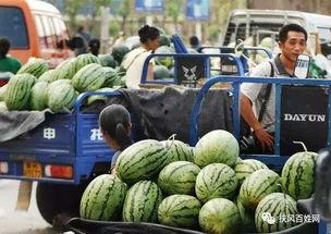 四川交院吃瓜事件,校园风波背后的真相揭秘