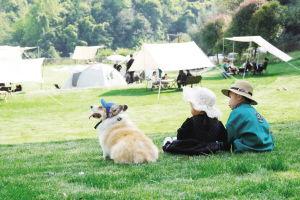 四川绵阳网红露营基地,绿野仙踪，尽享自然风情