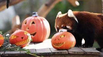 吃瓜大会九尾,吃瓜大会上的神秘传说