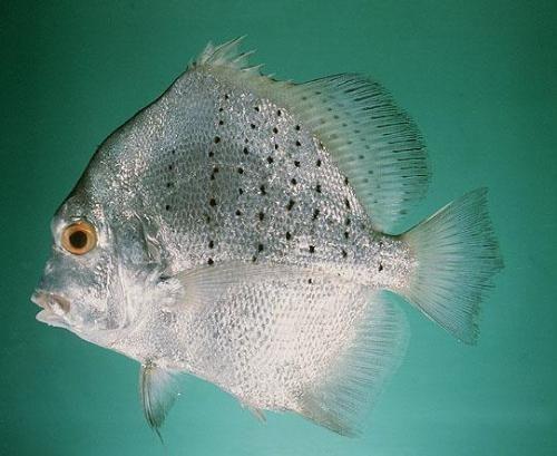 斑点鸡笼鲳头条搜索,探寻海洋中的珍稀鱼类